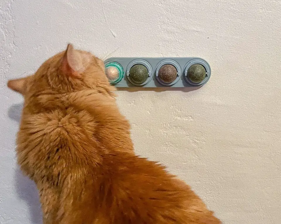 a cat sniffing a catnip toy.