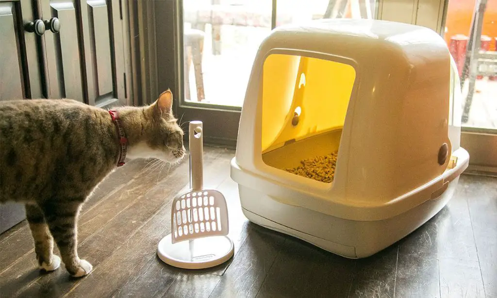 a cat sniffing different types of litter in boxes