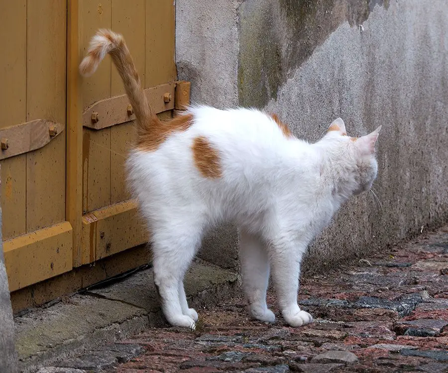 a cat spraying urine on a wall