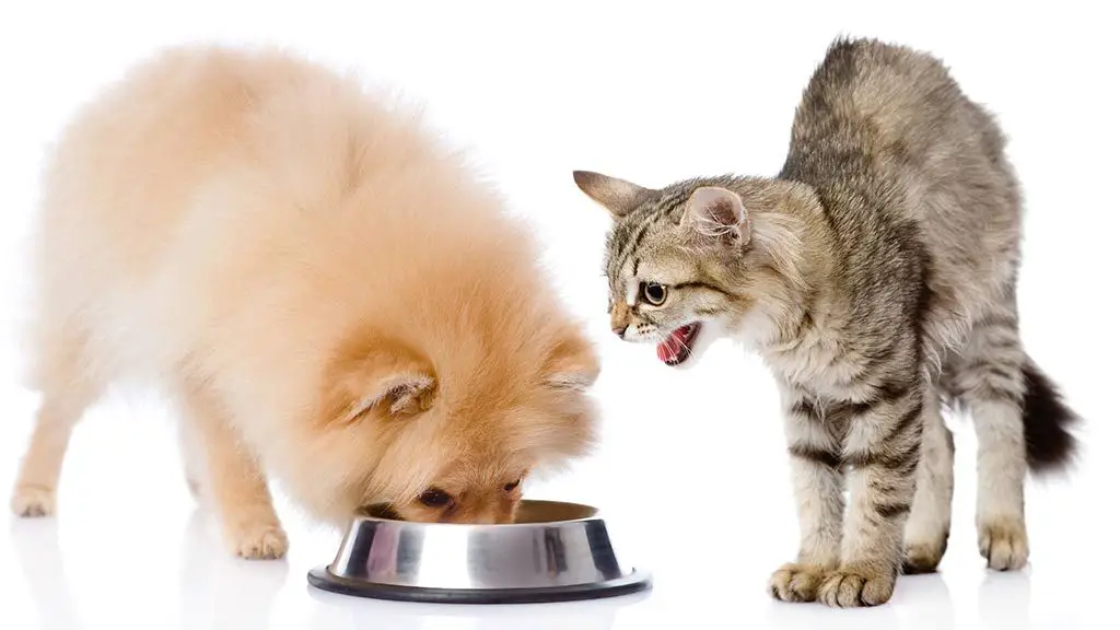 a cat stealing food from a dog's bowl