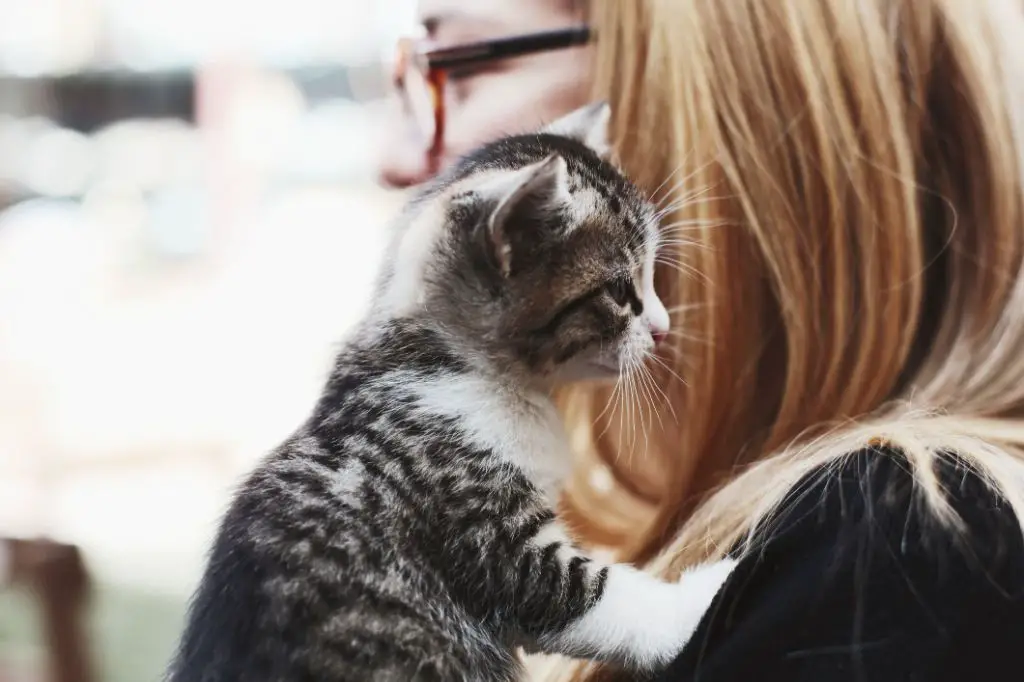 a cat trying to lick its owner's hair as a grooming gesture