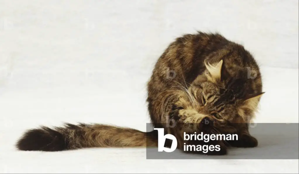 a cat twisting its body to lick itself as part of grooming