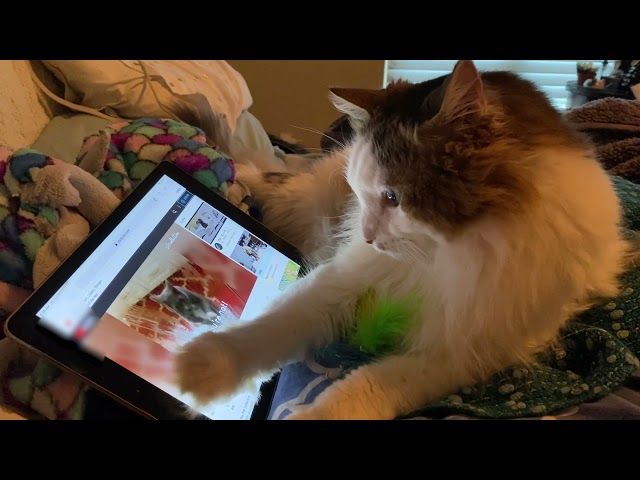 a cat watching birds on a tablet