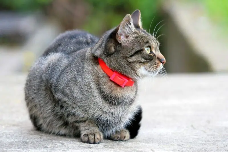 a cat wearing a breakaway calming collar
