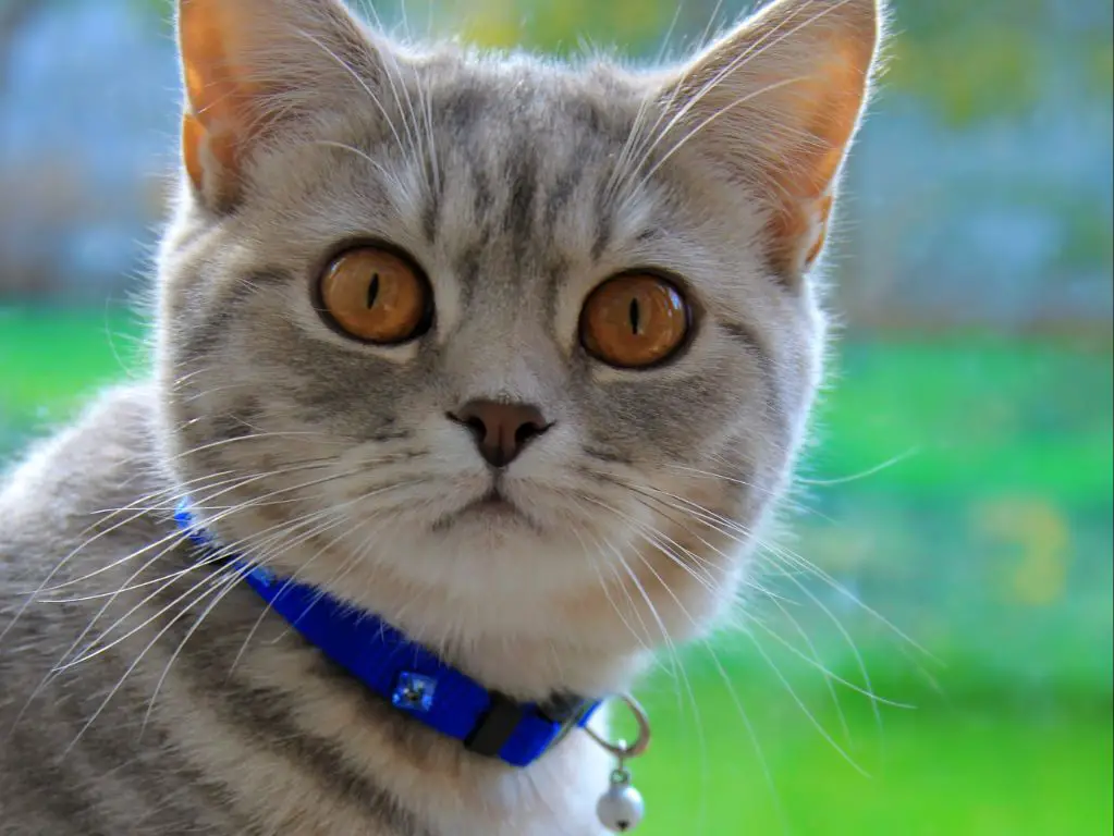 a cat wearing a flea collar around its neck