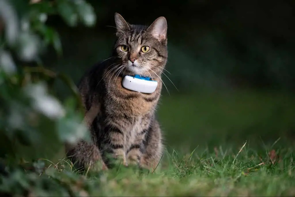 a cat wearing a microchip tracking collar explores the outdoors