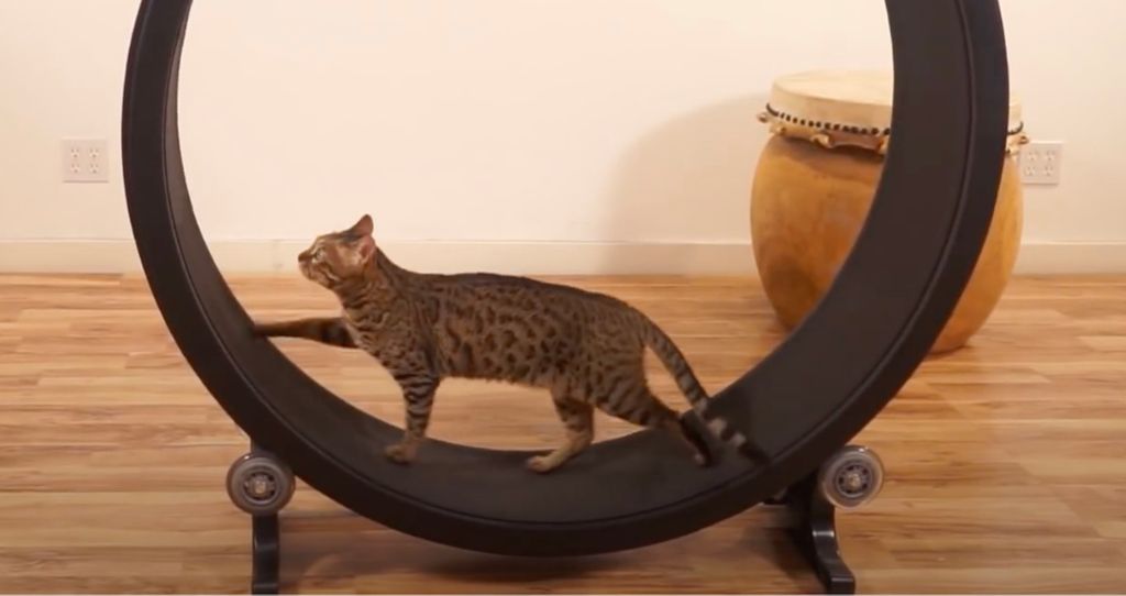 a cat wheel allowing indoor exercise