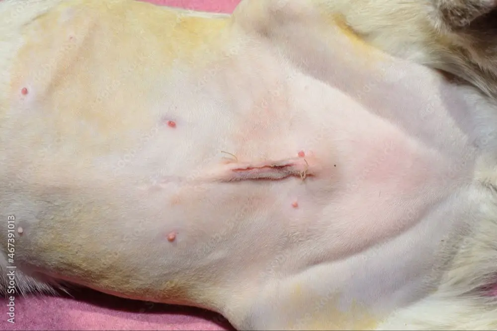 a cat with a shaved belly after a spay surgery