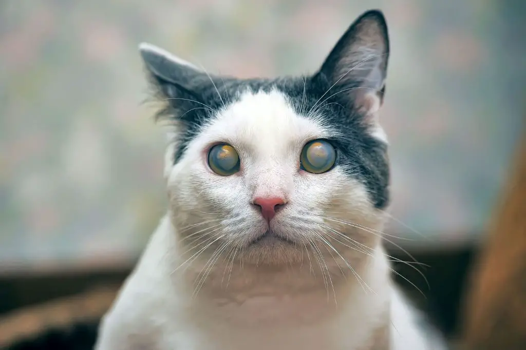 a cat with cloudy grayish eyes due to developing cataracts