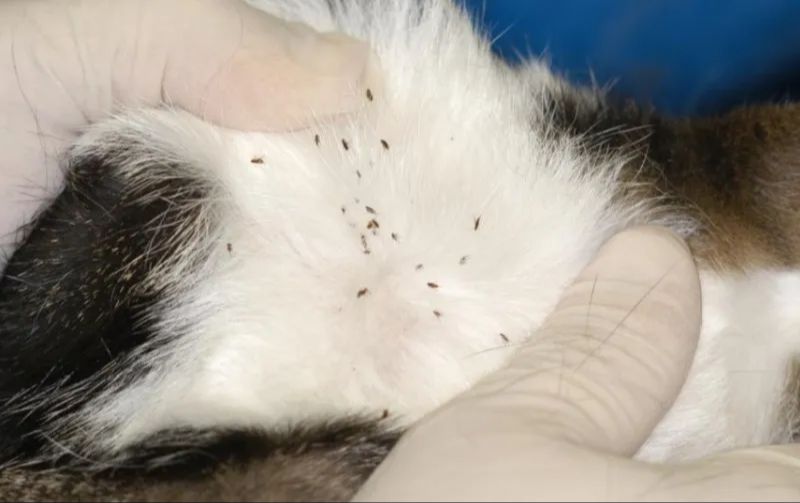 a cat with fleas visible on its fur.