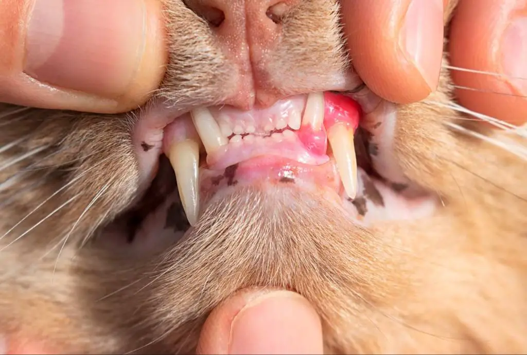 a cat with inflamed gums.