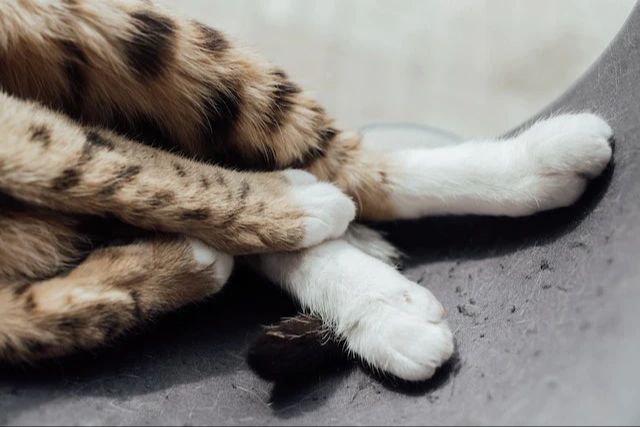 a cat's claws with the sheaths peeling off