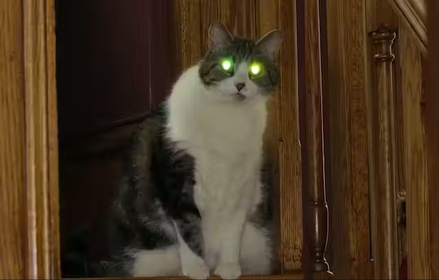 a cat's eyes glowing in the dark