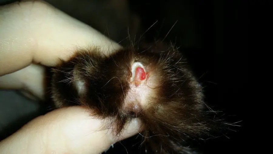 a cat's paw with a torn claw regrowing