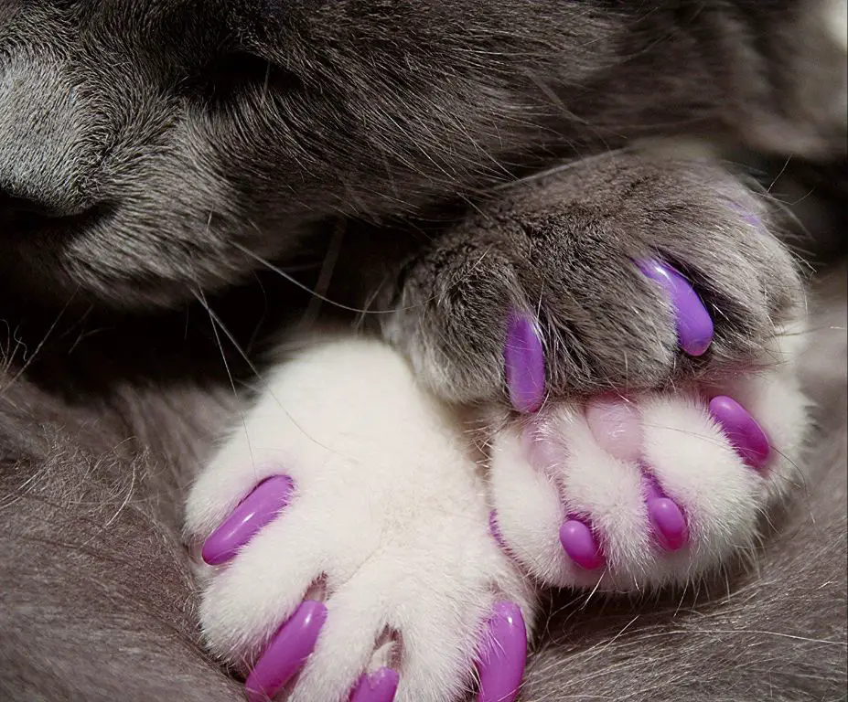 a cat's paw with plastic claw caps over the nails