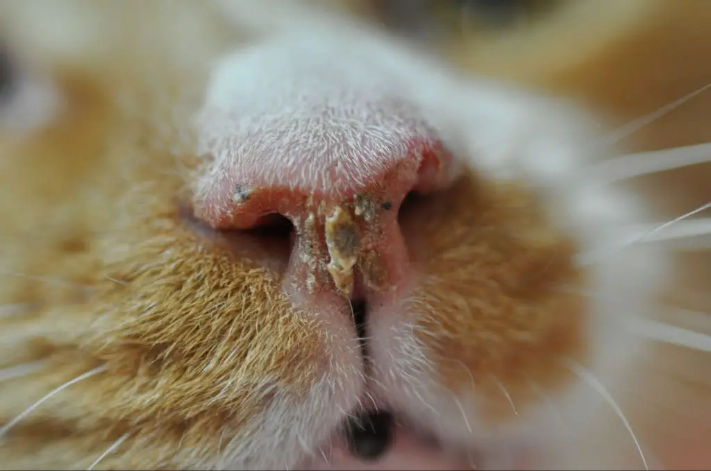 a close up of a kitten with green nasal discharge in its nose