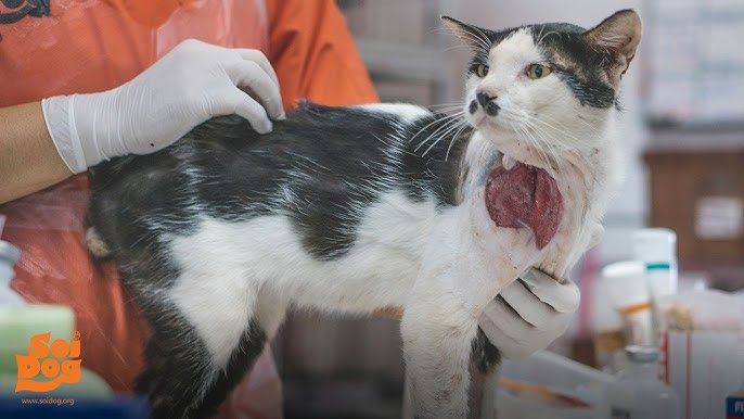 a doctor cleaning and bandaging a wound