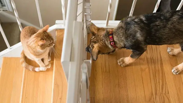 a dog and cat staring at each other on opposite sides of a baby gate