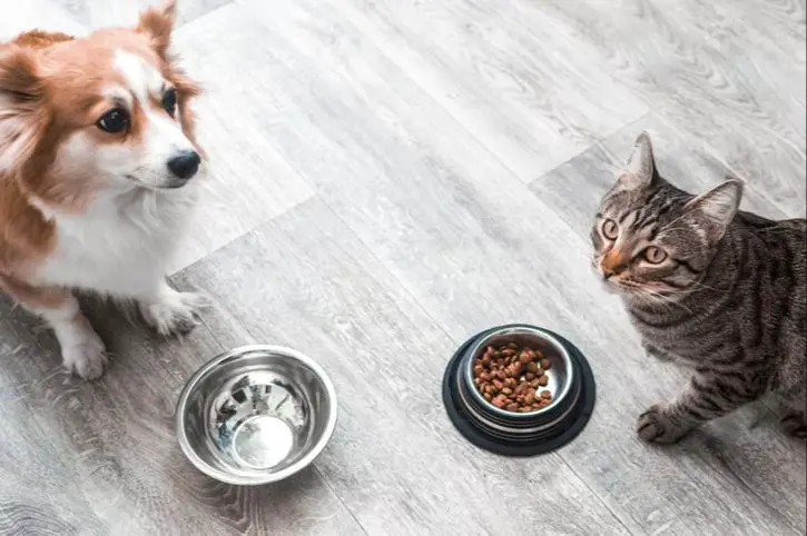 a dog eating cat food from a bowl on the floor