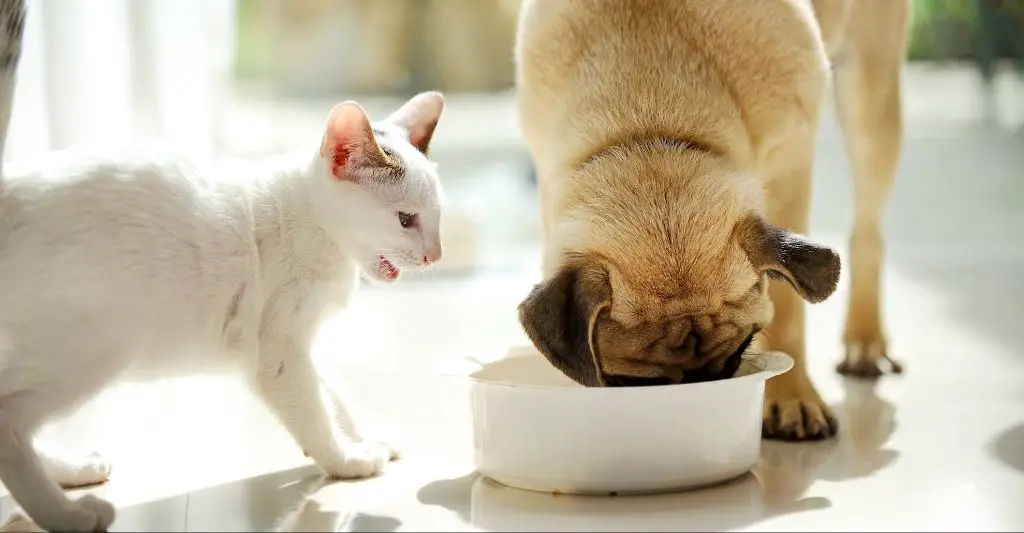 a dog eating cat food from a bowl.