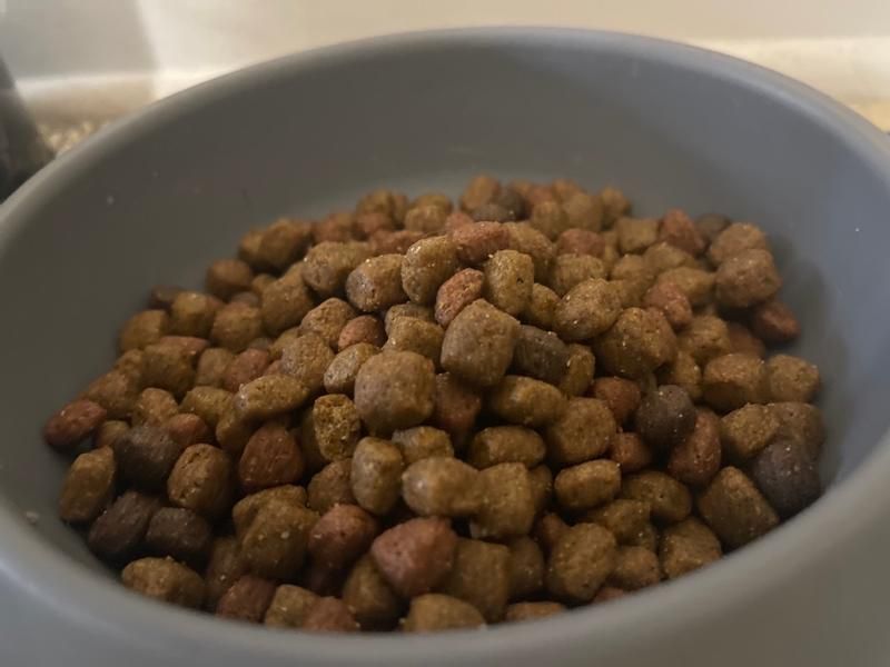 a dog food bowl filled with rachael ray nutrish dog kibble