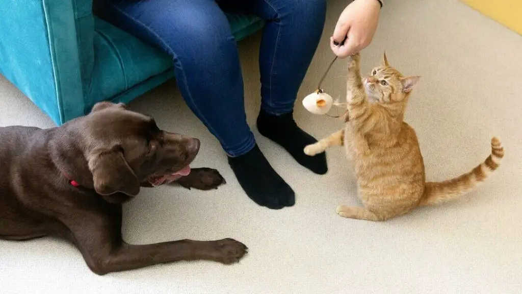 a dog happily playing enrichment games with their owner.