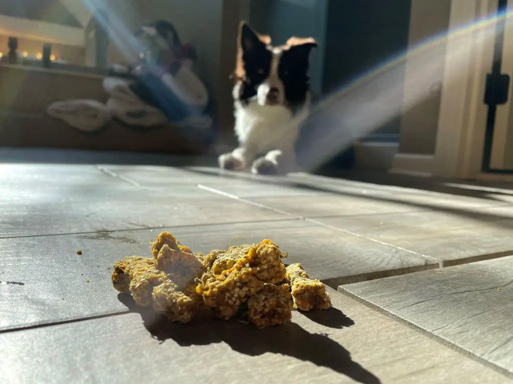 a dog sniffing doggijuana treats