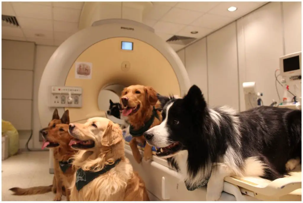 a dog undergoing an fmri brain scan.