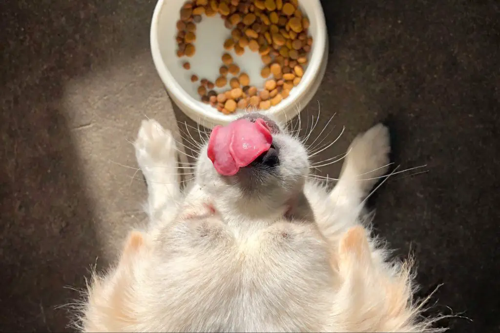 a dog vomiting after eating cat food.