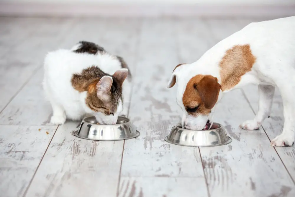 a dog with an upset stomach after eating cat food.