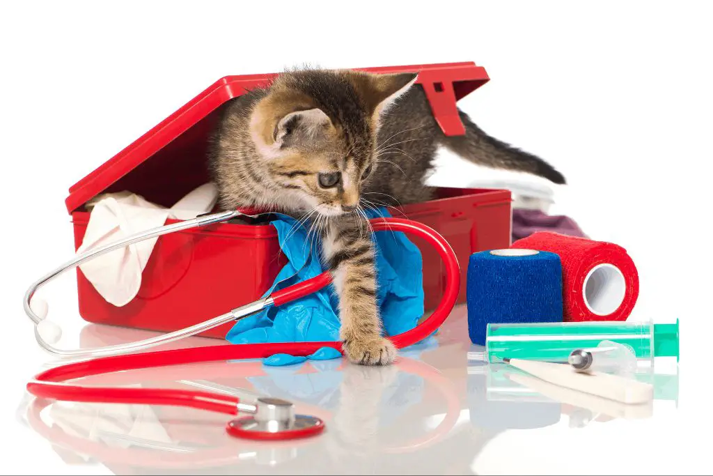 a first aid kit for cats
