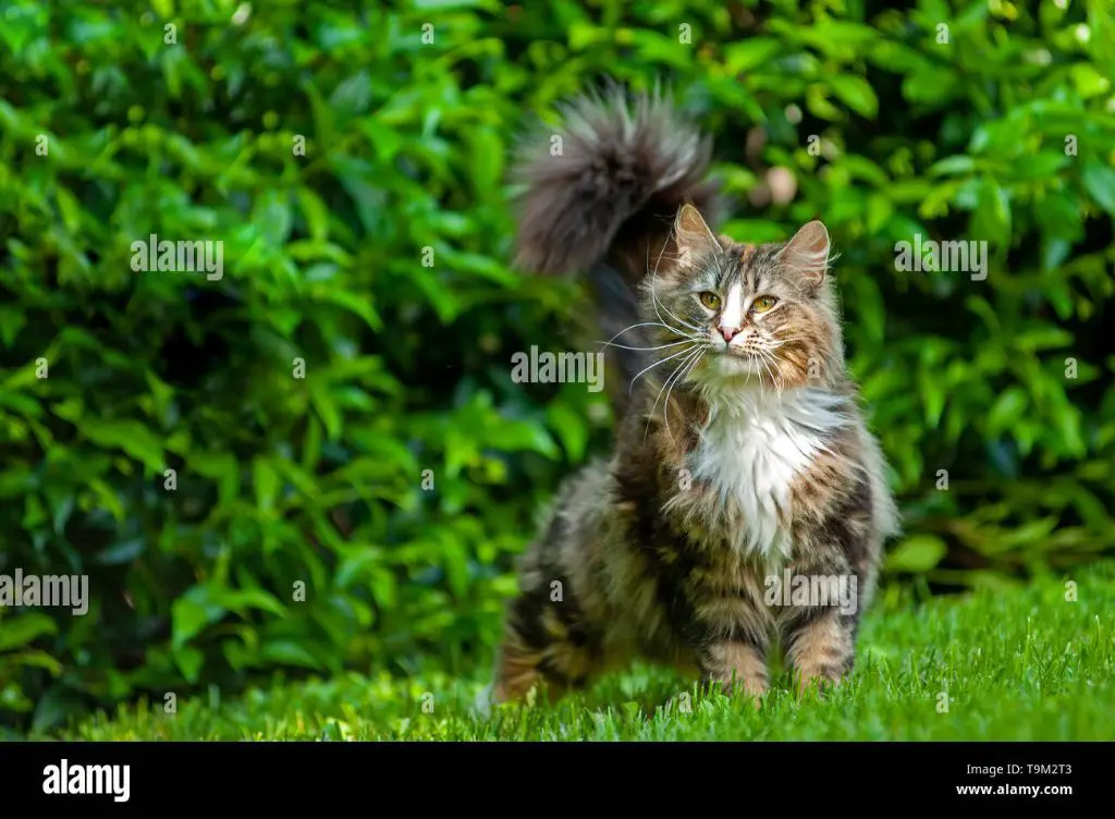 a fluffy norwegian forest cat lifting its rear end up.