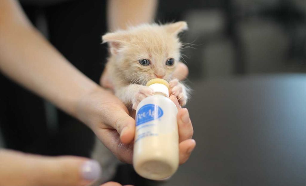 a foster parent bottle feeding an orphaned newborn kitten