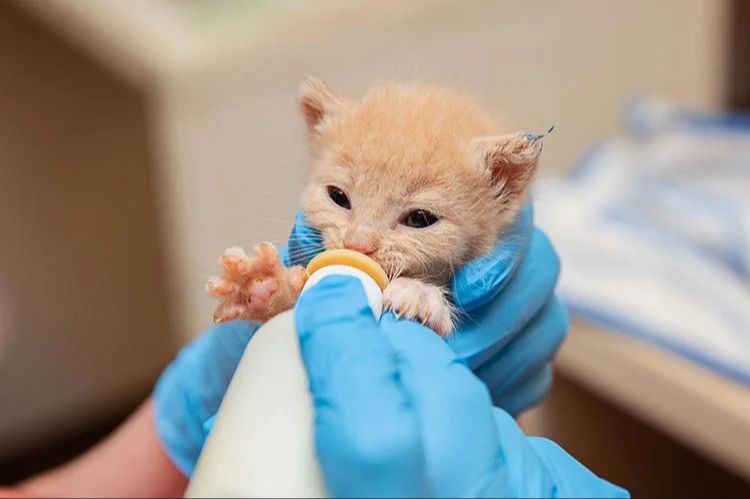 a foster parent bottle feeds orphaned newborn kittens