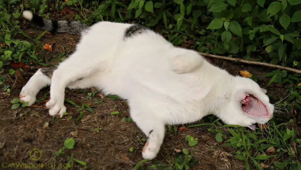 a happy cat rolling over to expose its belly as a sign of trust