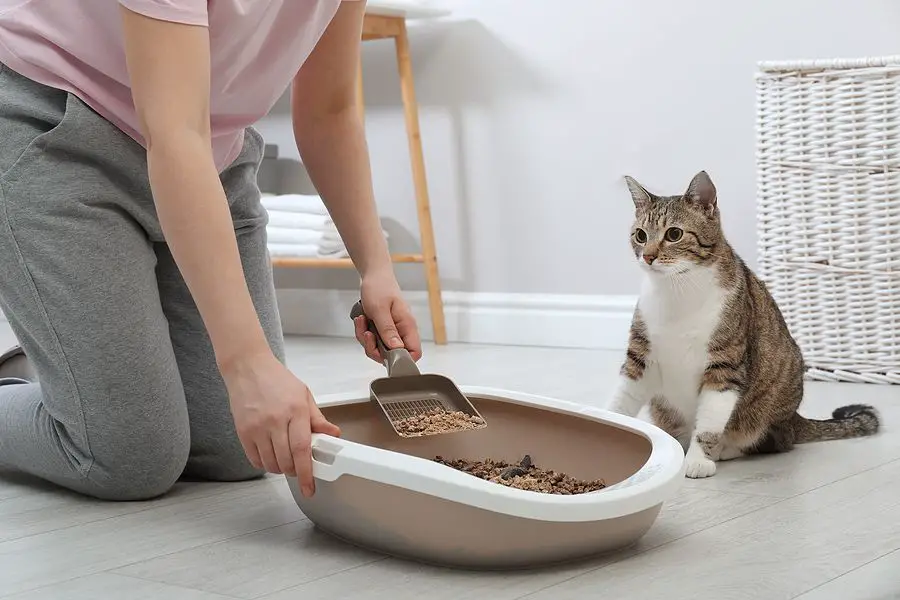 a happy cat using its litter box consistently