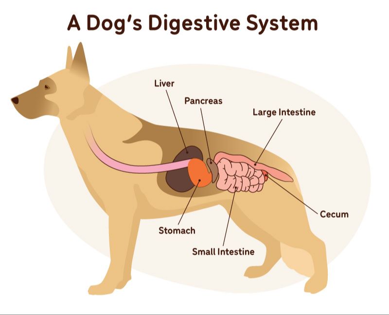 a healthy dog with no signs of digestive upset.