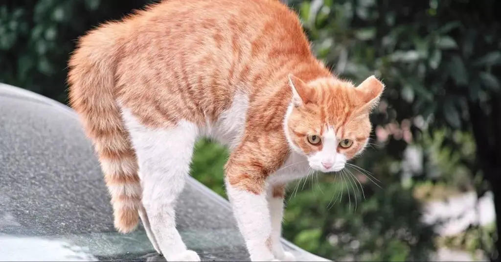 a hissing cat with an arched back