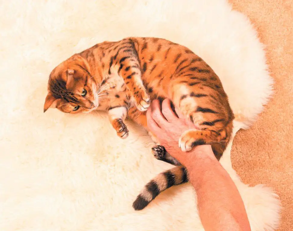 a irritated cat swiping at a hand rubbing its belly too vigorously
