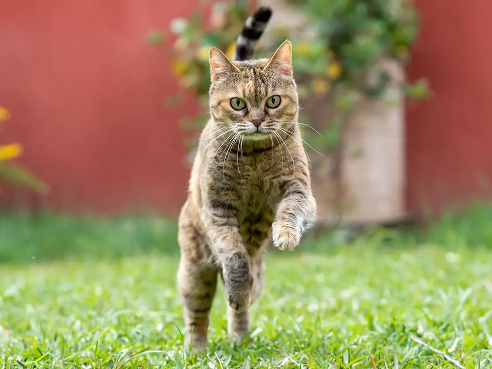 a kitten exhibiting zoomie behavior, frantically running and jumping.
