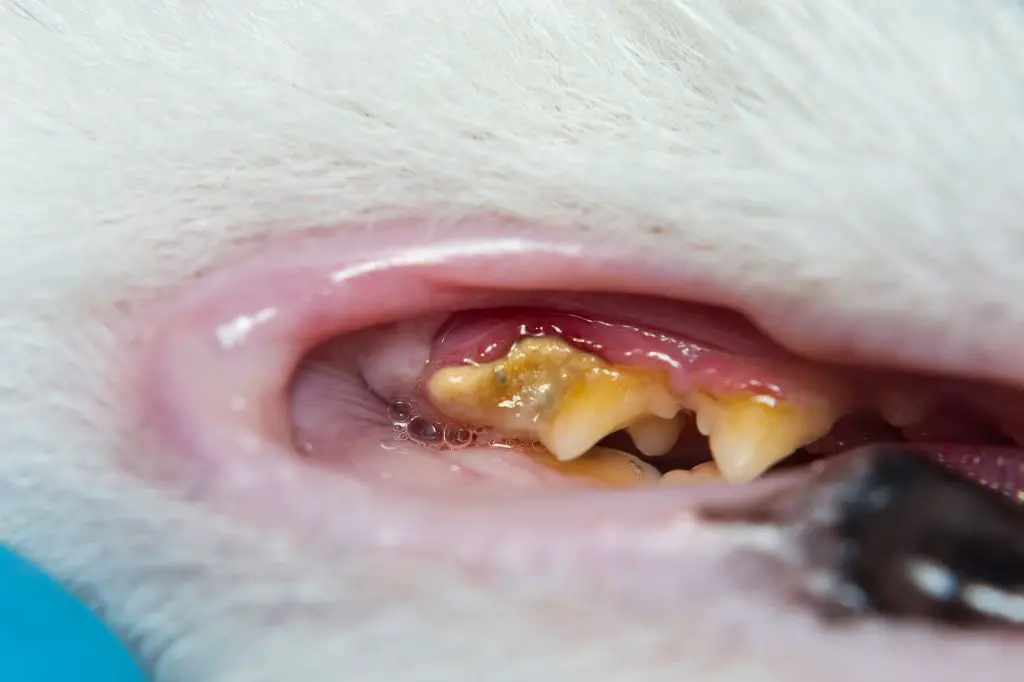 a kitten with inflamed red gums indicating dental disease