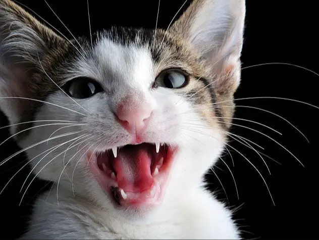 a kitten with small sharp milk teeth visible in its mouth