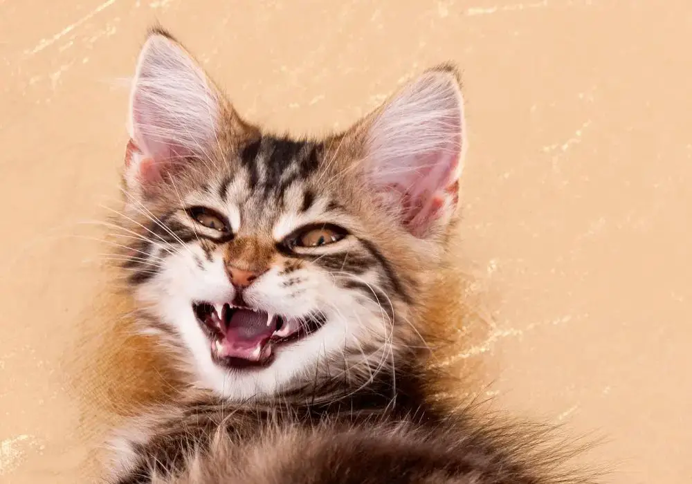 a kitten with tiny needle-like milk teeth