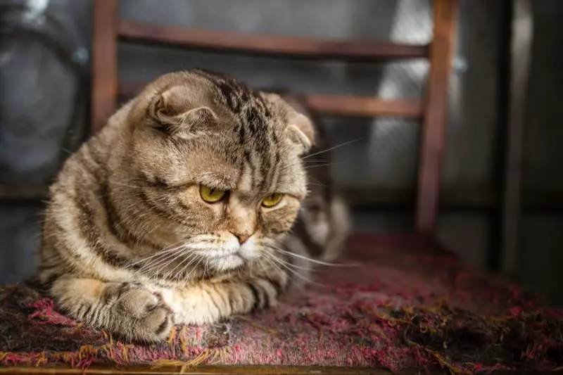 a lethargic cat after eating unsuitable dog food