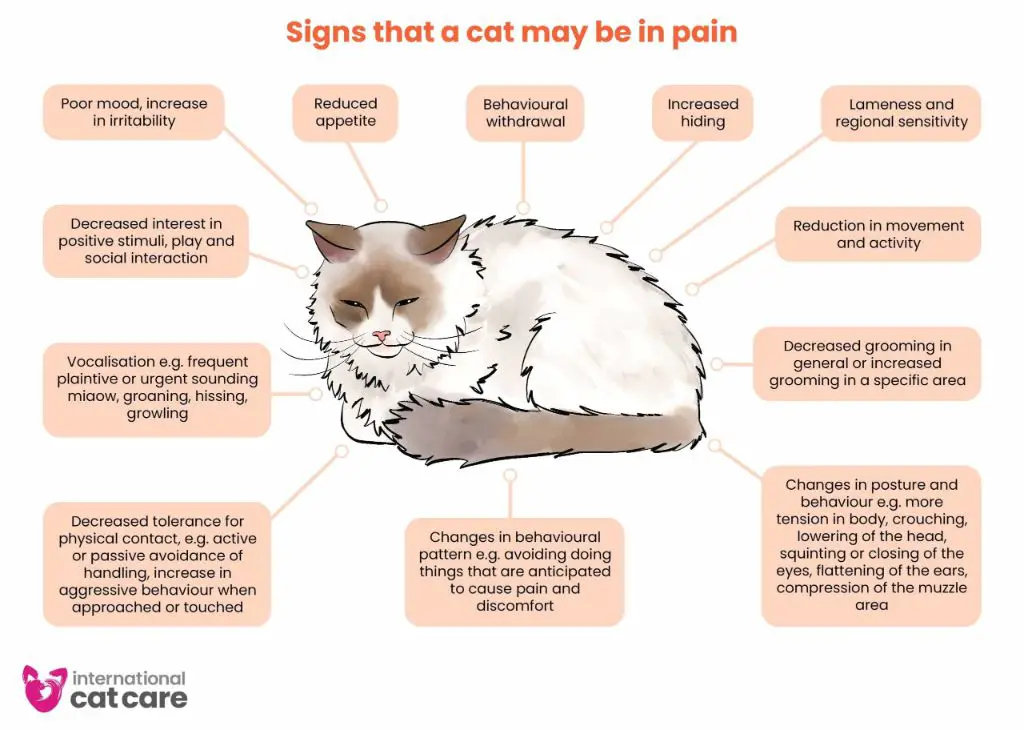 a list of symptoms that may indicate a cat should see a vet
