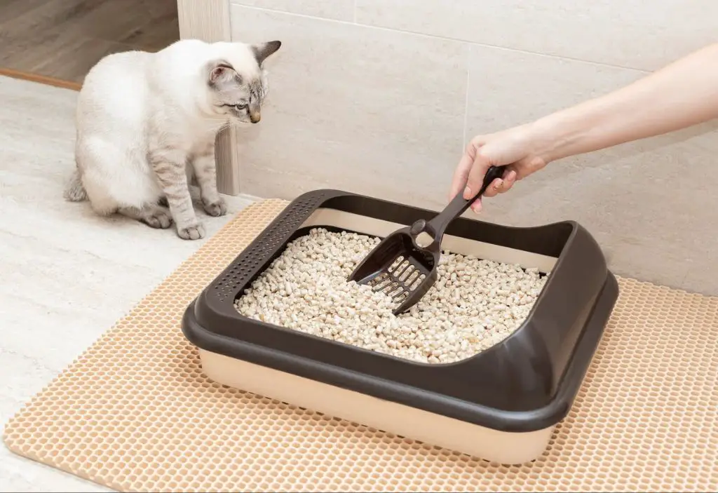 a litter box placed in an open, ventilated area to prevent smells from building up