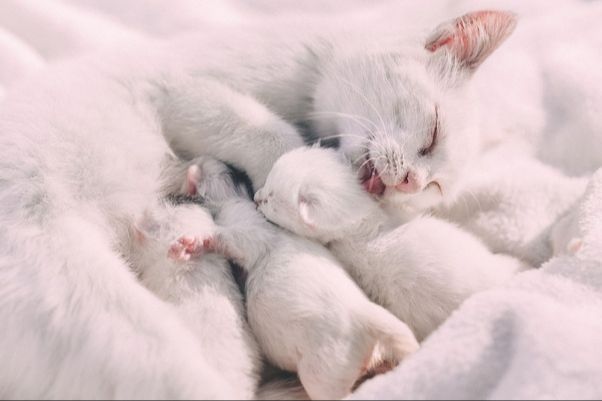 a mother cat affectionately grooming her nursing kittens