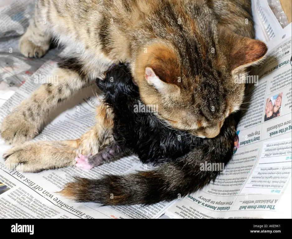 a mother cat cleaning her newborn kitten just after birth