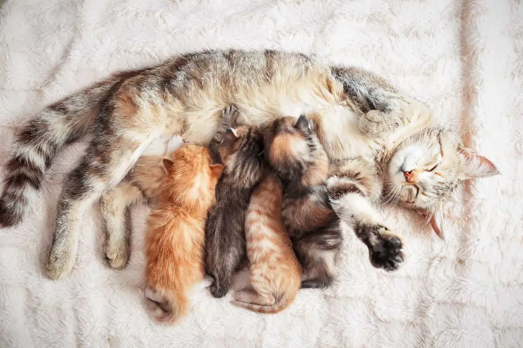 a mother cat nurses her kittens, providing essential nutrients