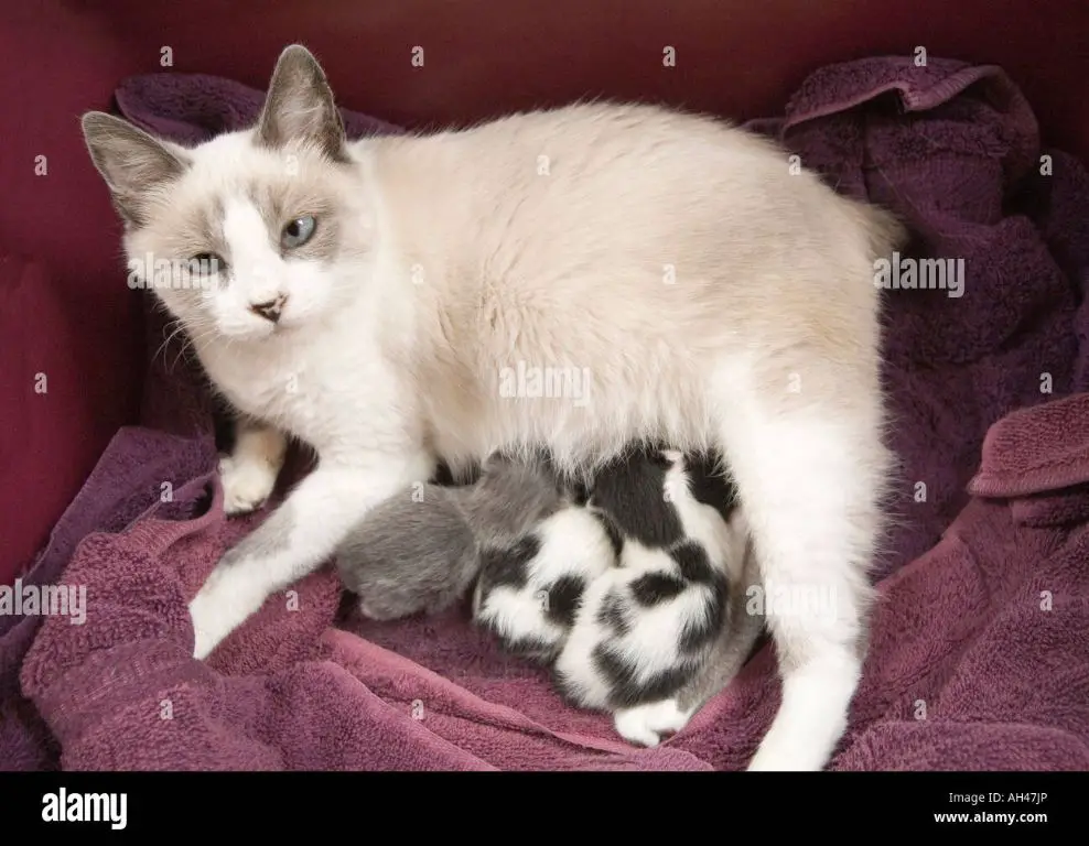a mother cat tenderly nursing her tiny kittens